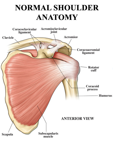 humerus bone anatomy. Humerus The upper arm one.